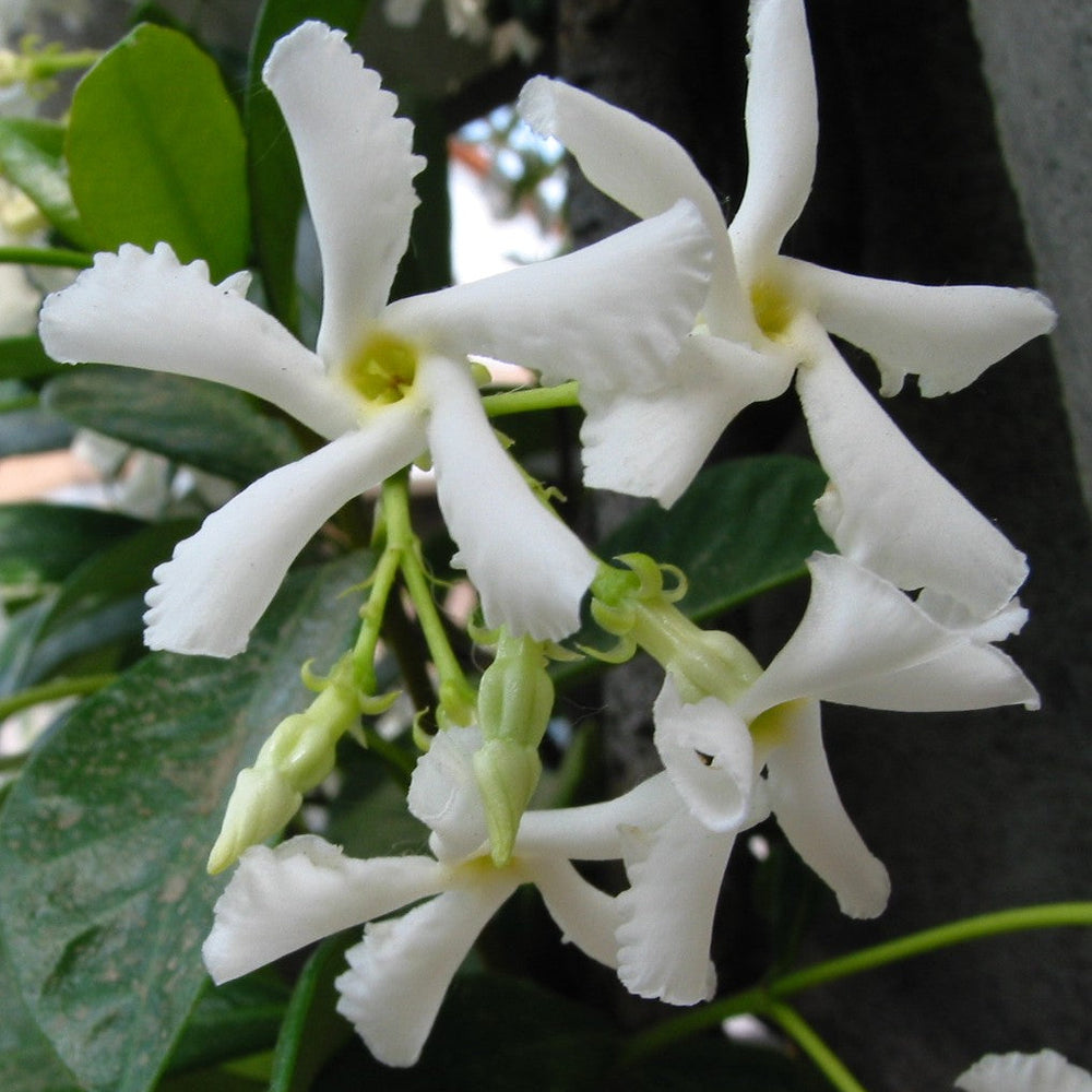 Trachelospermum Jasminoides 150-175 Cm C4 + Cane - Climbers - Windyridge Garden Centre