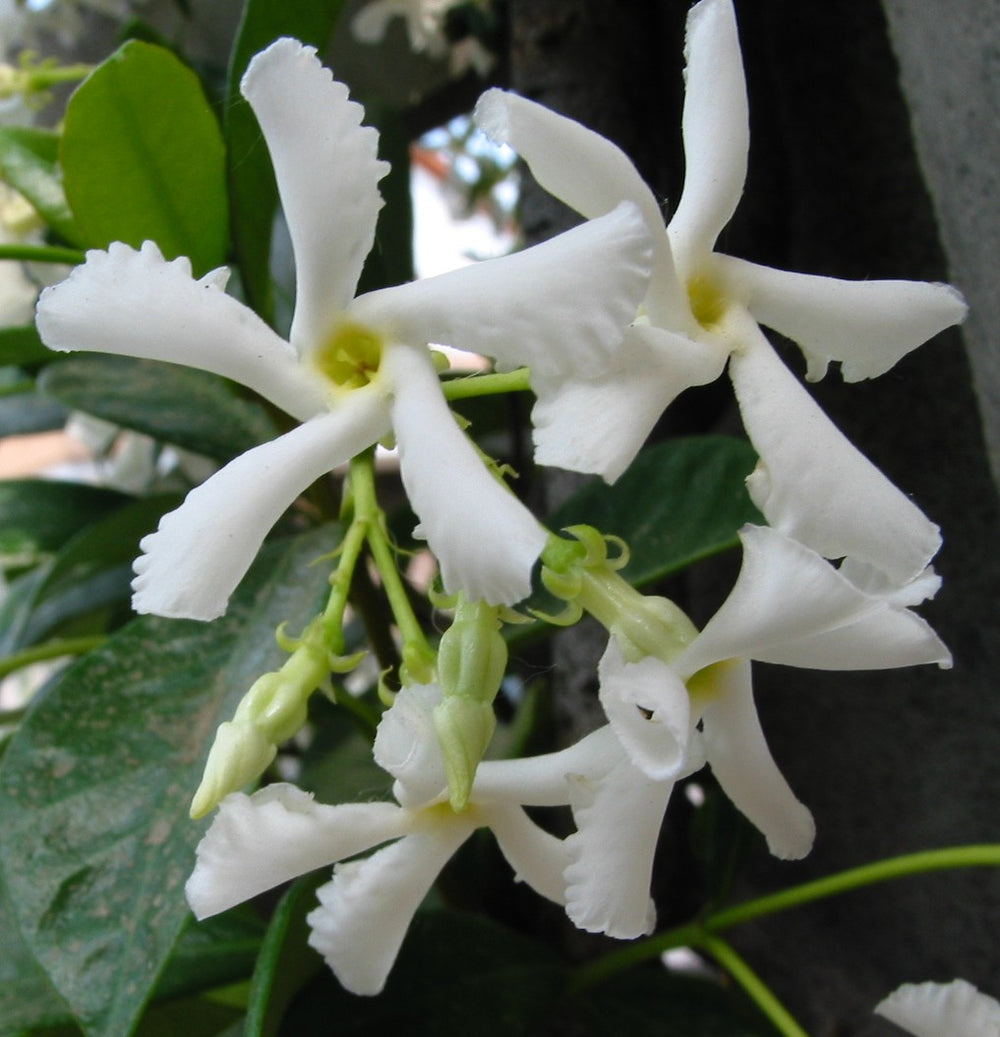 Trachelospermum Jasminoides - Climbers - Windyridge Garden Centre