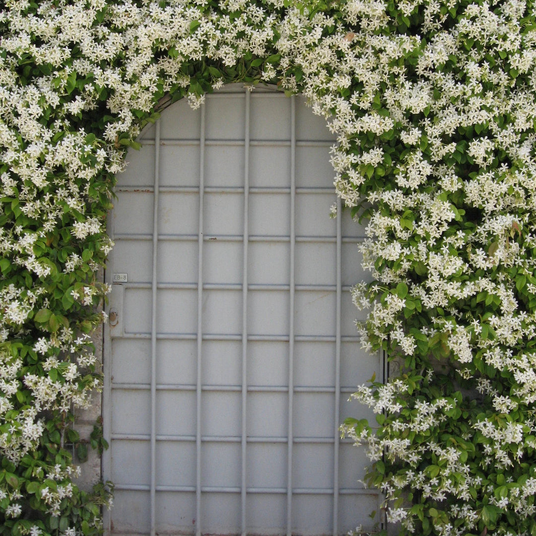 Trachelospermum jasminoides