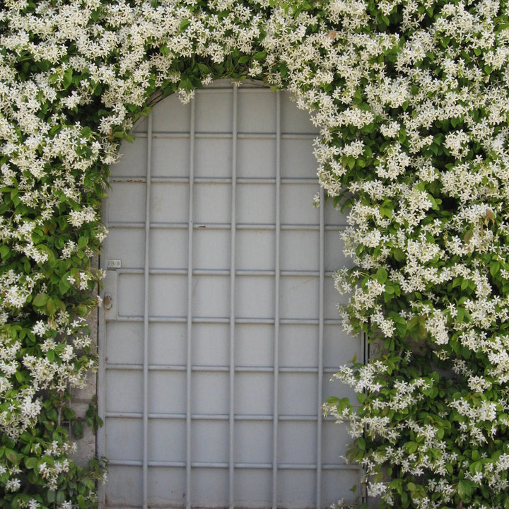 Trachelospermum jasminoides