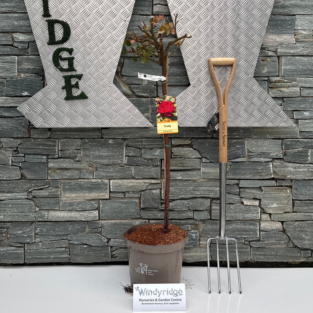 Trudy Rose Standard Windyridge