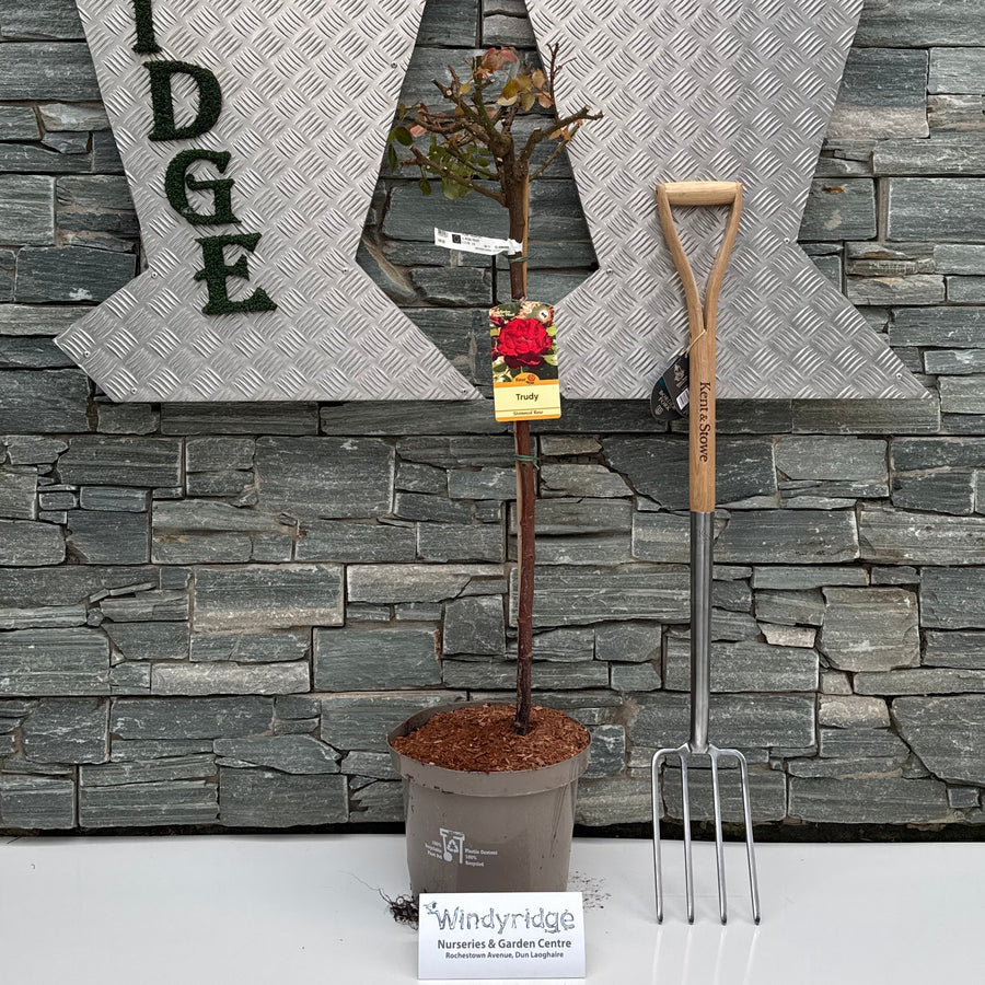 Trudy Rose Standard Windyridge