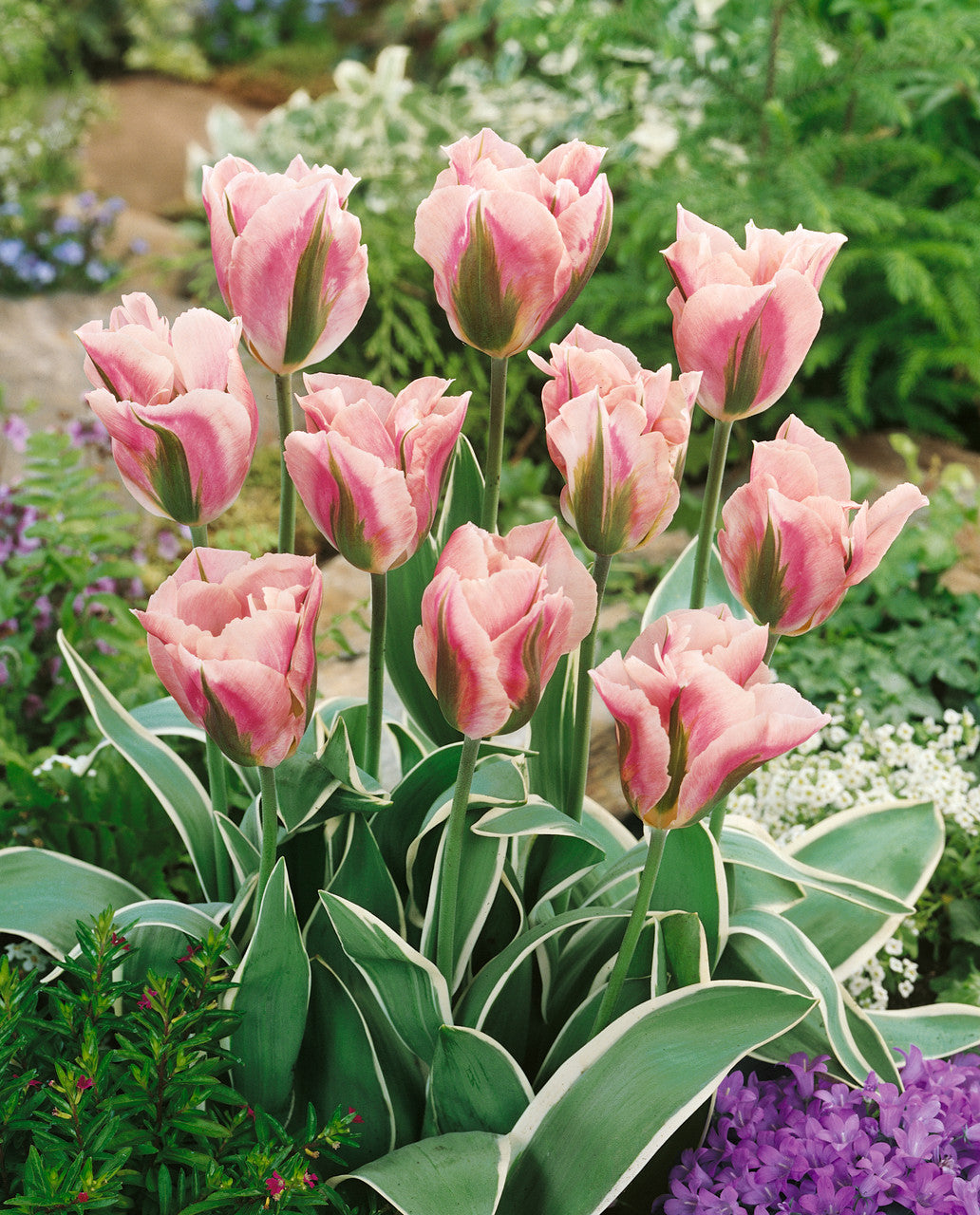 TULIP CHINA TOWN 7