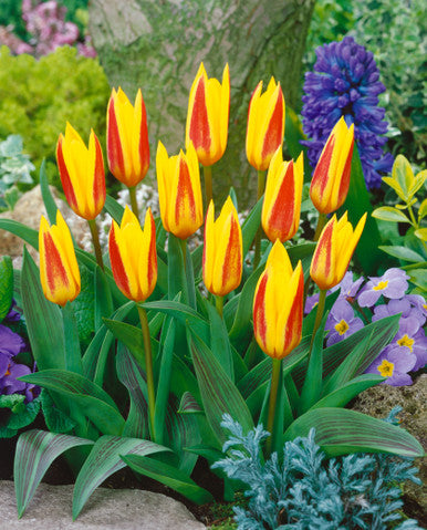 TULIP GIUSEPPE VERDI 9