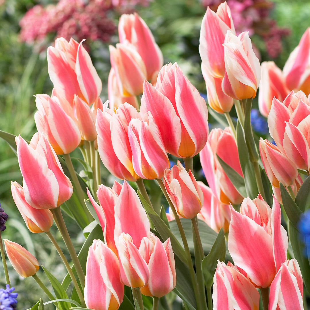 TRAY TULIPA QUEBEC 10