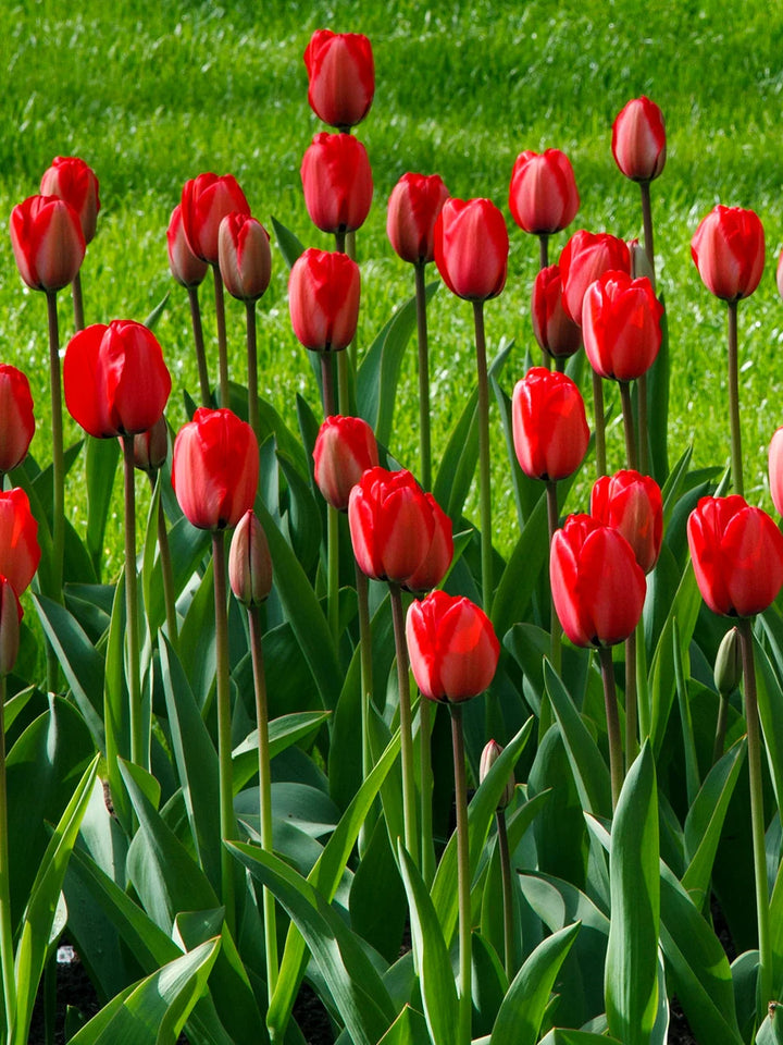 TULIP RED IMPRESSION 10 TRAY