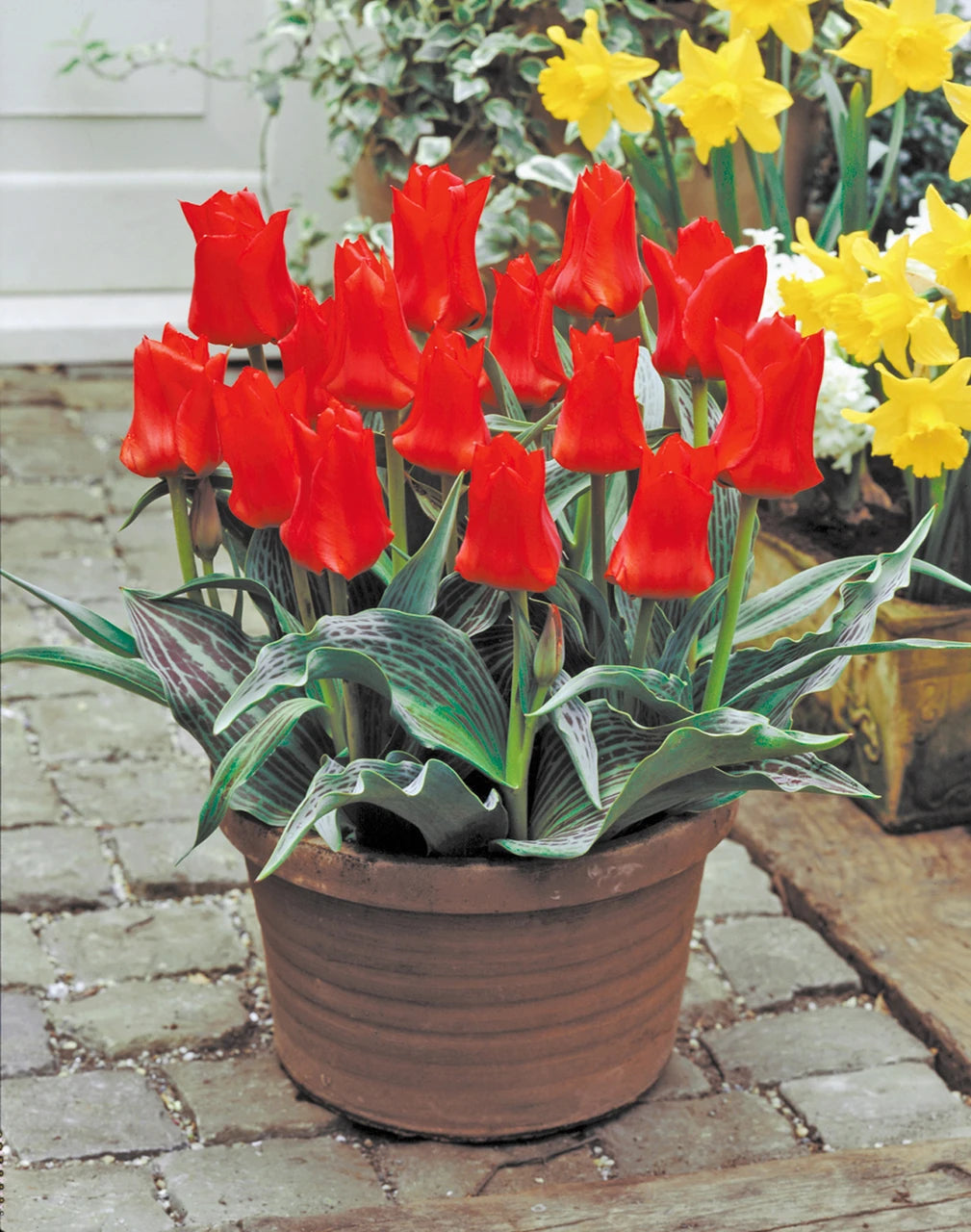 TULIP RED RIDING HOOD 10 TRAY