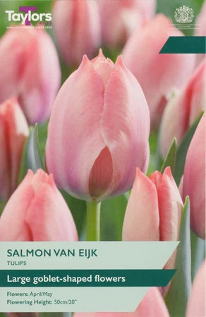 TULIP SALMON VAN EIJK 7