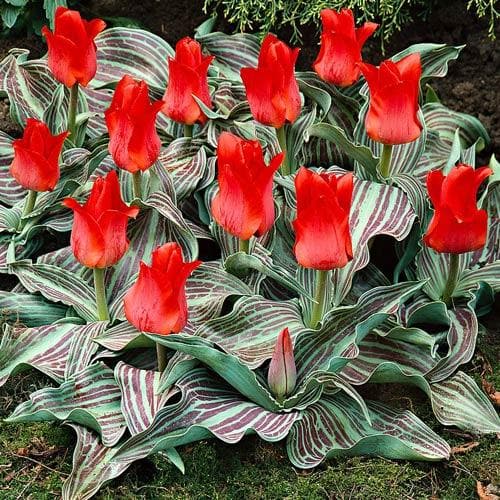 TULIP RED RIDING HOOD 10 TRAY