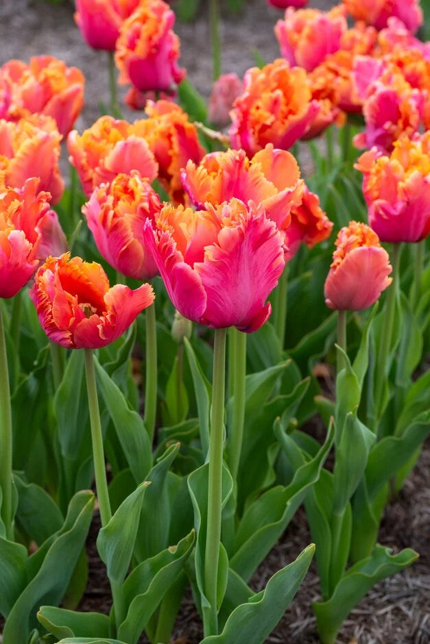 TULIP AMAZING PARROT x 8
