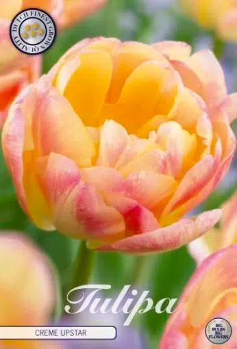 Tulipa 'Creme Upstar' 7