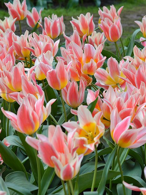 TRAY TULIPA QUEBEC 10