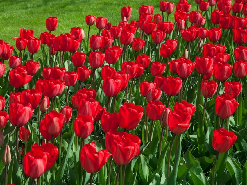 TULIP RED IMPRESSION 10 TRAY