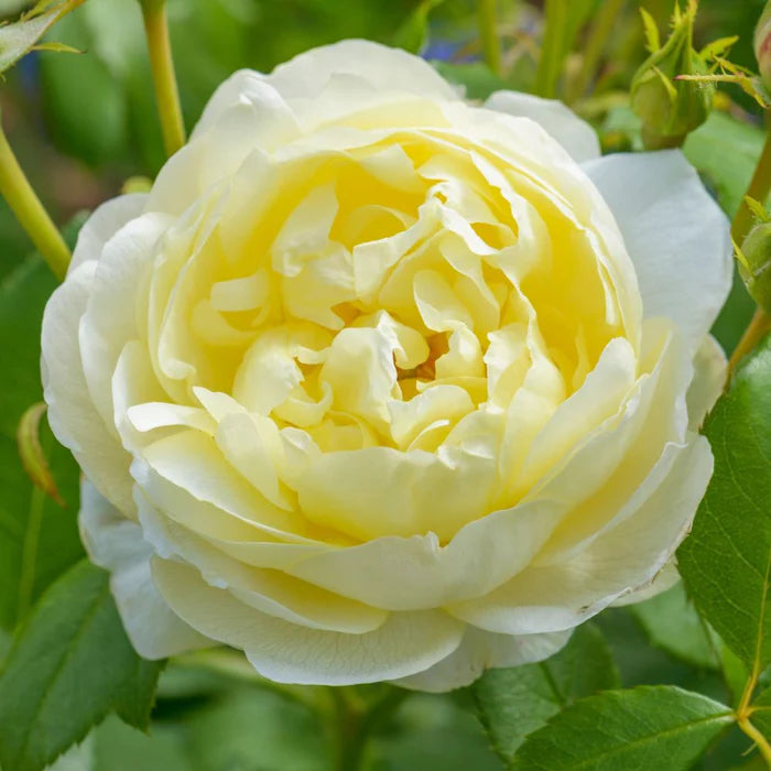 Rosa Vanessa Bell 6L