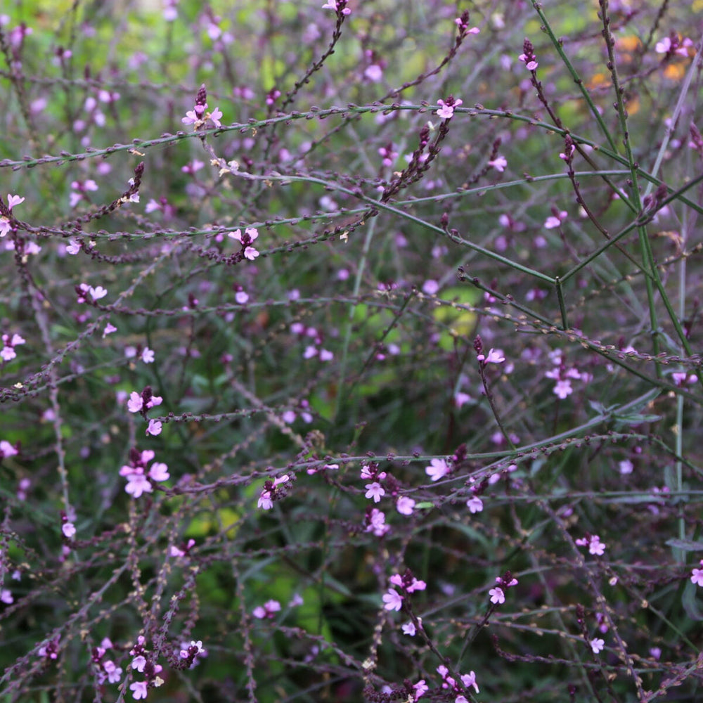 Verbena Off. Bampton - Herbaceous - Windyridge Garden Centre