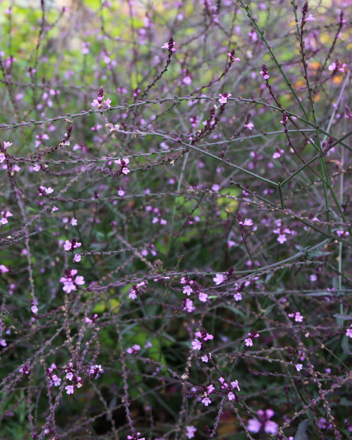 VERBENA off. Bampton