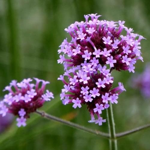 Brazilian Vervain Verbena Bonariensis Lollipop (2Ltr Pot)