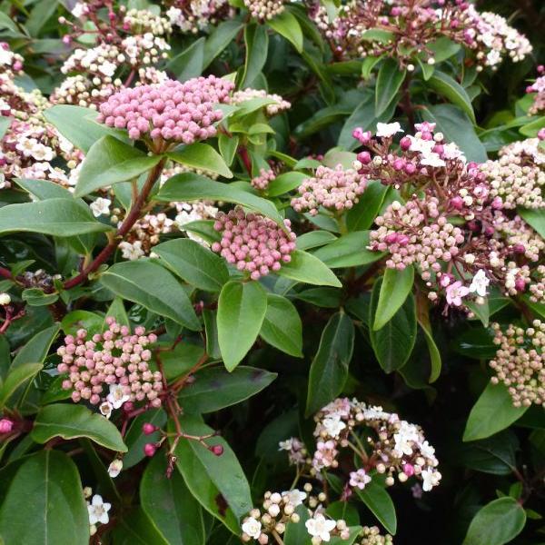 Viburnum tinus Eve Price