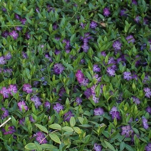 Vinca minor atropurpurea