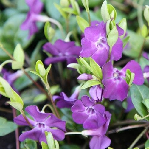 Vinca minor atropurpurea