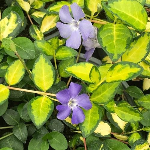 Vinca minor Illuminations - Herbaceous - Windyridge Garden Centre