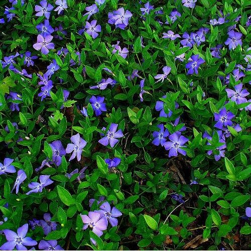 Vinca minor