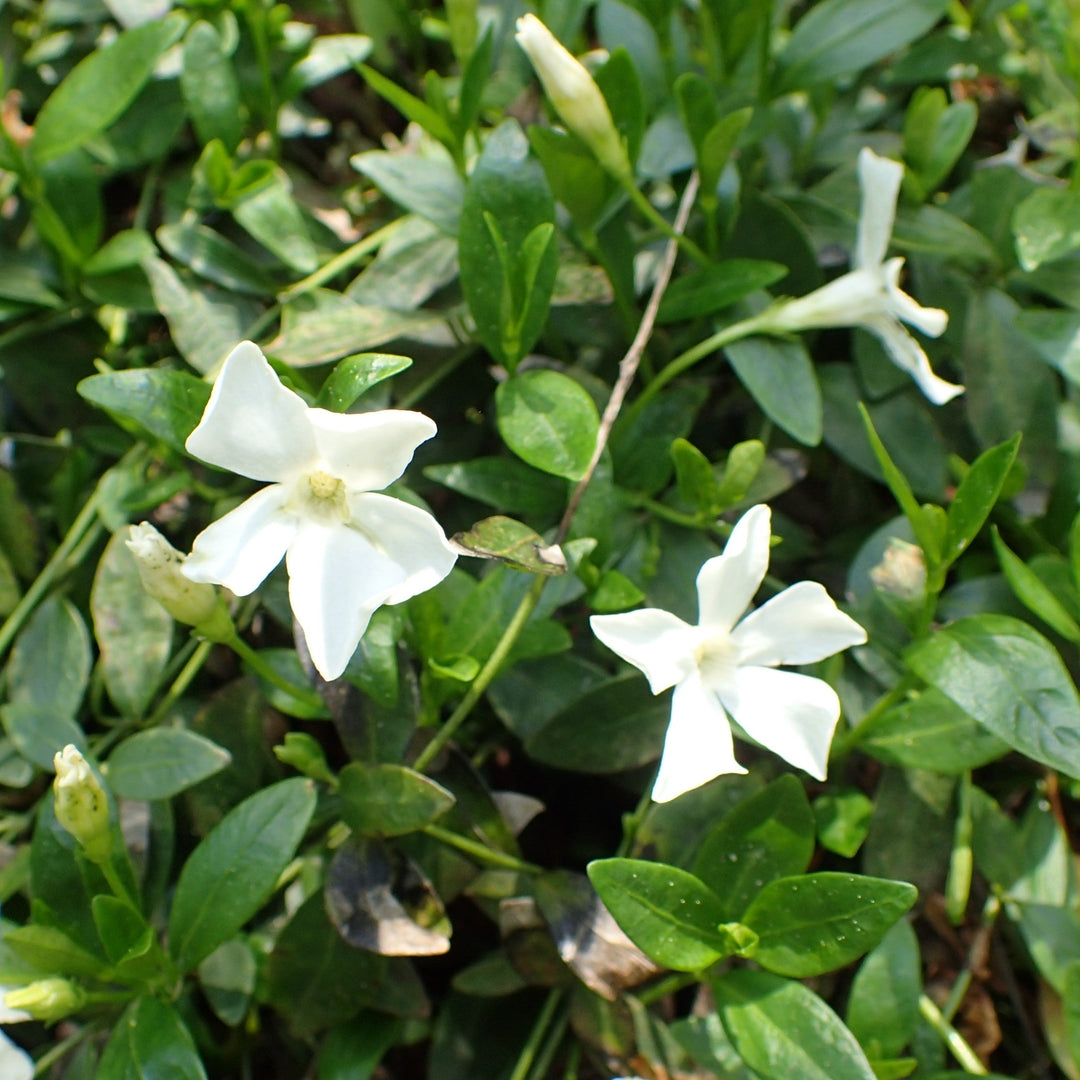 Vinca-minor-Gertrude-Jekyll-flower-1