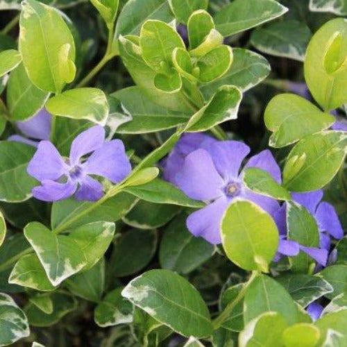 Vinca Minor Ralph Shugert - Herbaceous - Windyridge Garden Centre