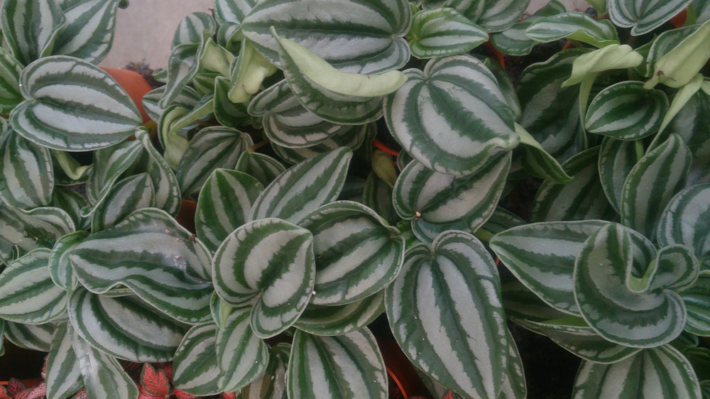 Peperomia-argyreia-Leaf-1