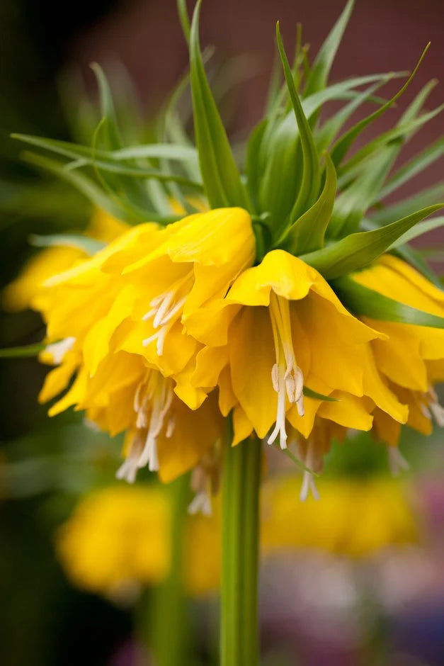 Fritillaria Imperialis Lutea