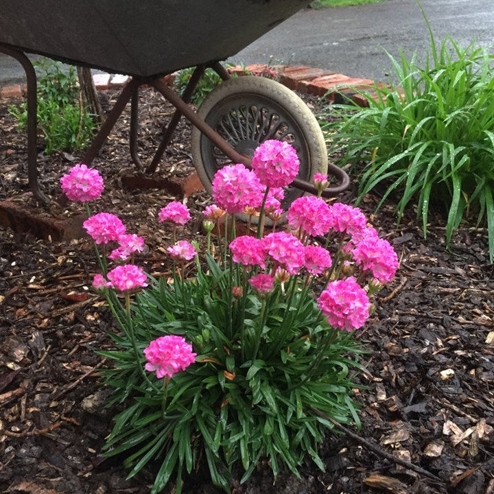 Armeria Dreameria Day Dream