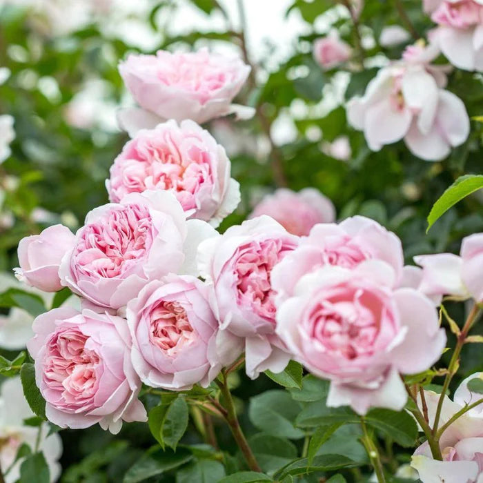 David Austin Rosa Wildeve