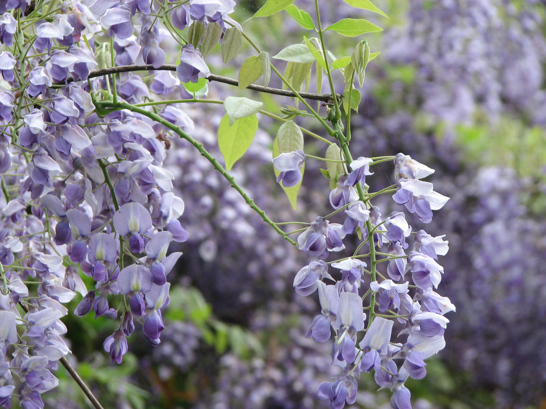Wisteria-sinensis-Prolific-Flower-2