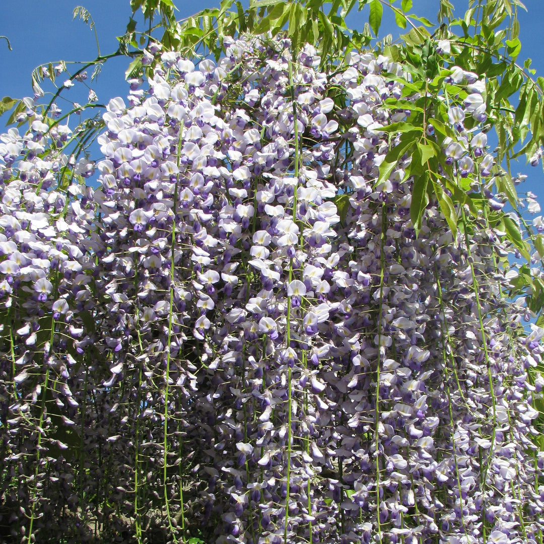 WISTERIA-Flower-1