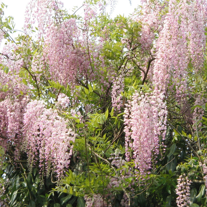Photo 1 by Meneerke bloem, licensed under the&nbsp;Creative Commons&nbsp;Attribution-Share Alike&nbsp;3.0 Unported,&nbsp;2.5 Generic,&nbsp;2.0 Generic&nbsp;and&nbsp;1.0 Generic&nbsp;license.