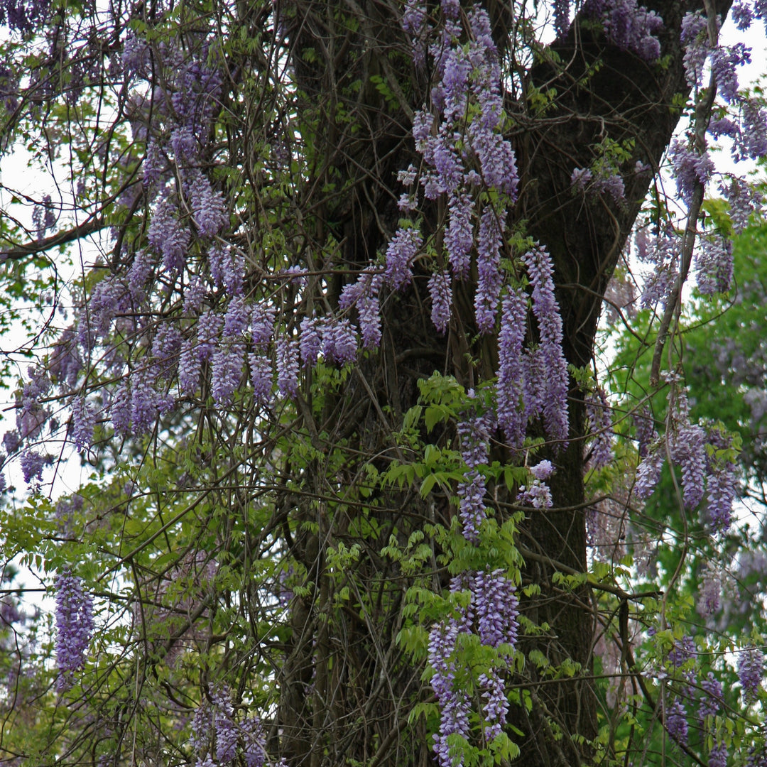 WISTERIA-Flower-1