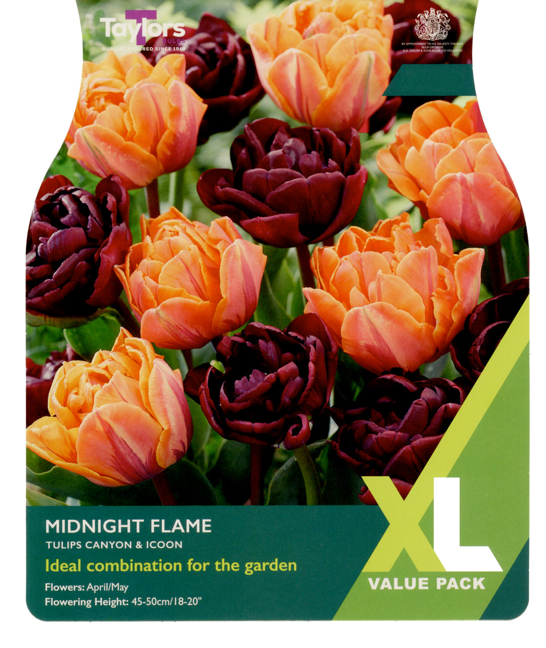 12 TULIP MIDNIGHT FLAME 10-11