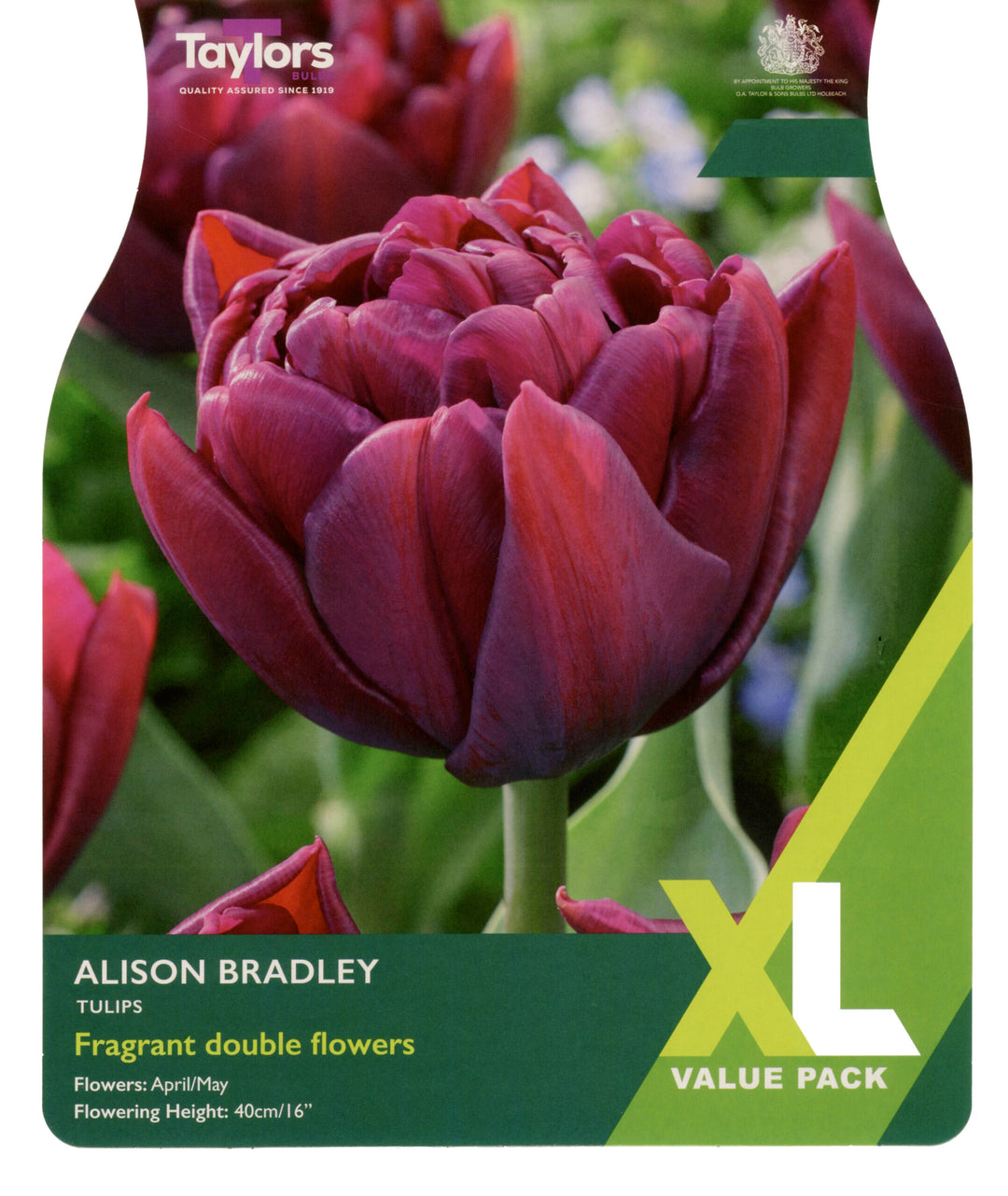 12 TULIP ALISON BRADLEY 10-11