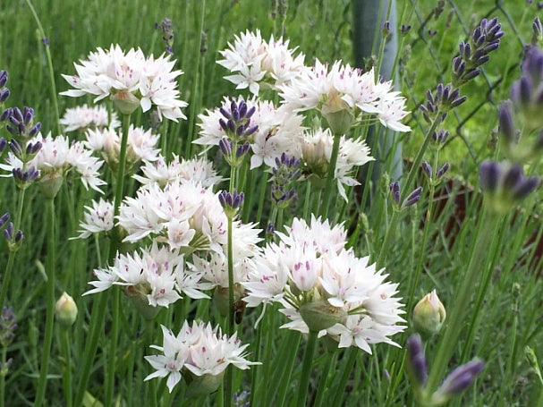 ALLIUM GRACEFUL BEAUTY 20