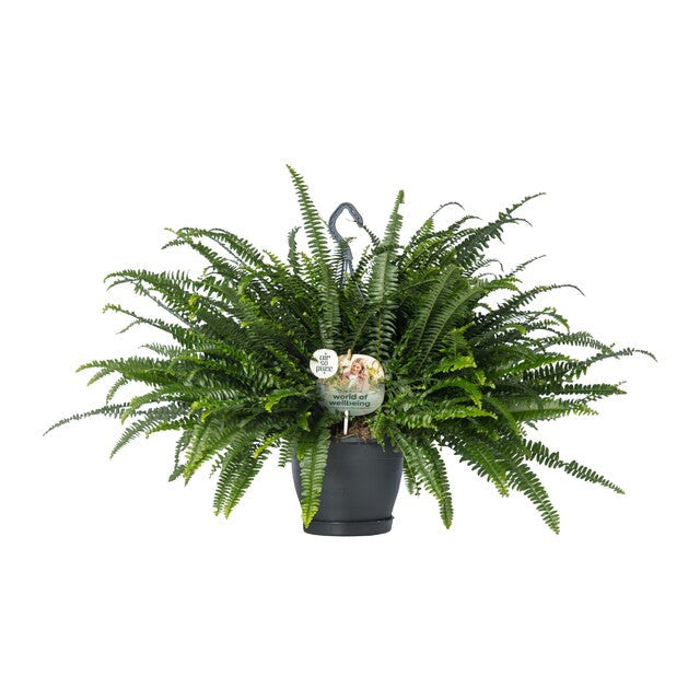 Nephrolepis exal. 'Green Lady' BOP
