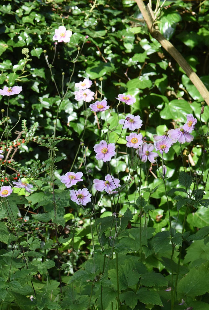 ANEMONE Queen Charlotte