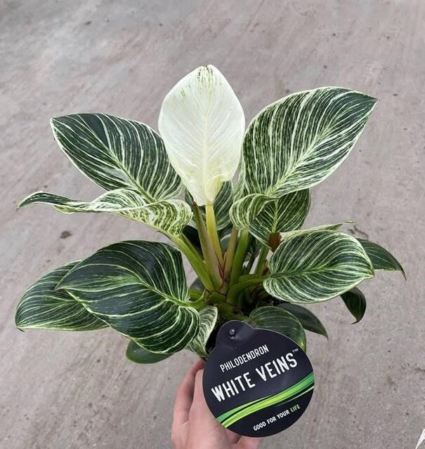 Philodendron ... White Veins - Indoor Plants - Windyridge Garden Centre