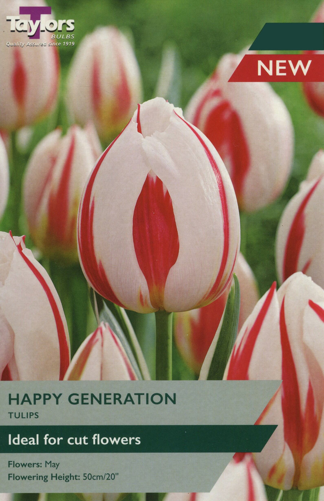 TULIP HAPPY GENERATION 7