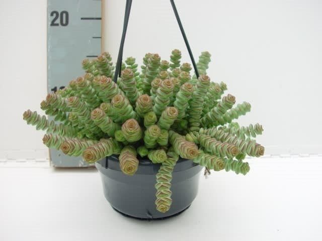Jade Necklace Vine Crassula Hottentot (14cm Hanging Pot)