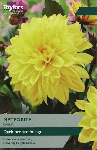 DAHLIA METEORITE X 1