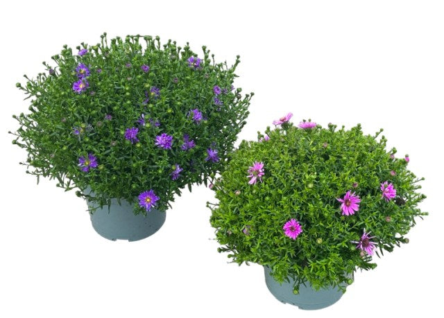 Aster-mix-Potted