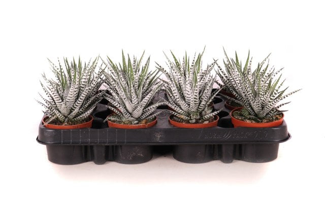 Haworthia fasciata Alba  P8.5