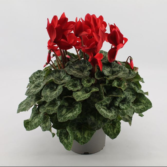 Cyclamen (Ss) Mammoth Red - Indoor Plants - Windyridge Garden Centre