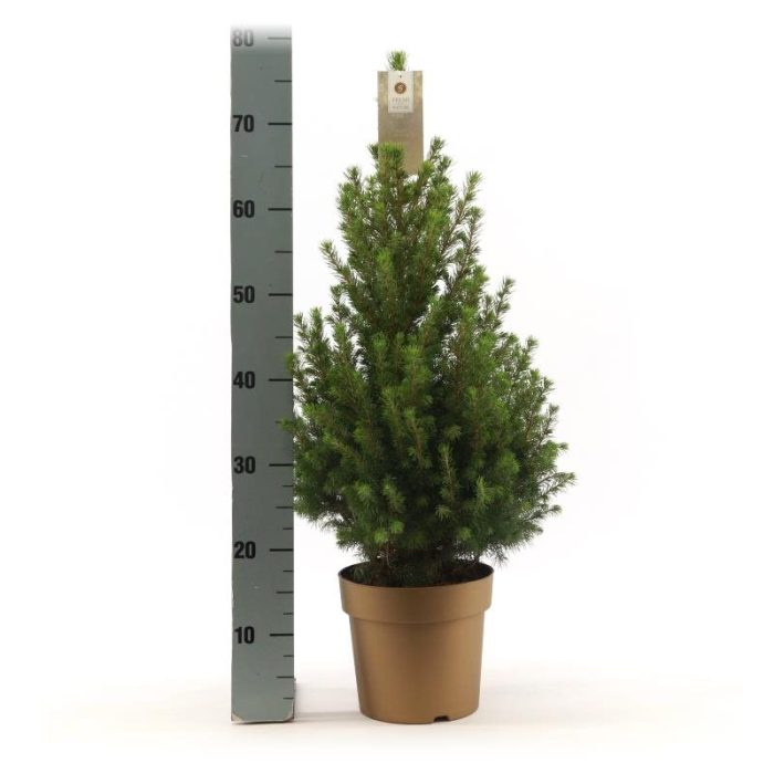 Picea glauca December  C3 golden pot