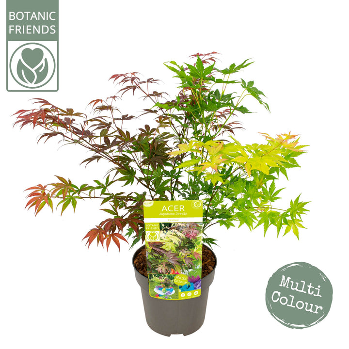 Acer palm. Festival